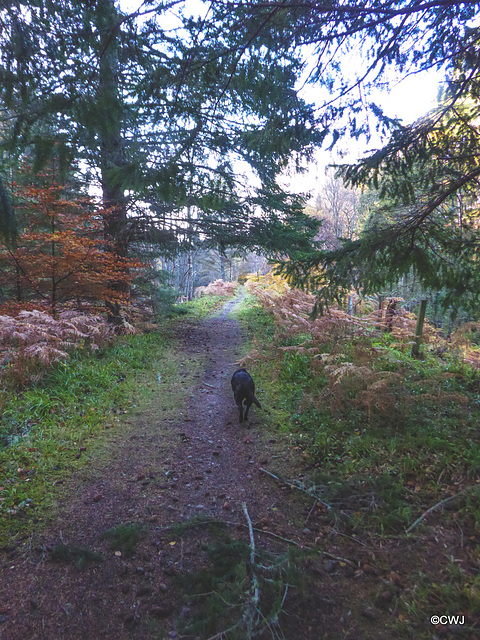 The Dava Way - a former railway line between Grantown and Forres The Dava Way - a former railway line between Grantown and Forres