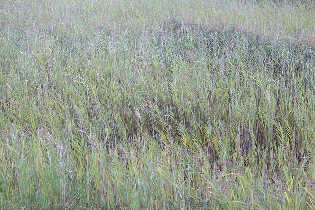 Shades of green and grey in the Ouse Estuary Nature Reserve 15 9 2021