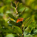 Comma Butterfly in the distance