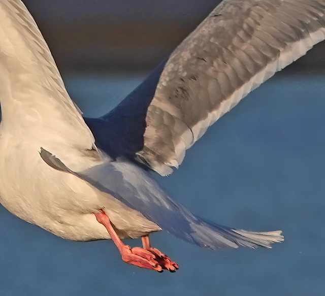 Glaucous-winged Gull