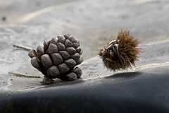 The pine cone and the curl of chestnut fallens from the tree
