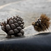 The pine cone and the curl of chestnut fallens from the tree