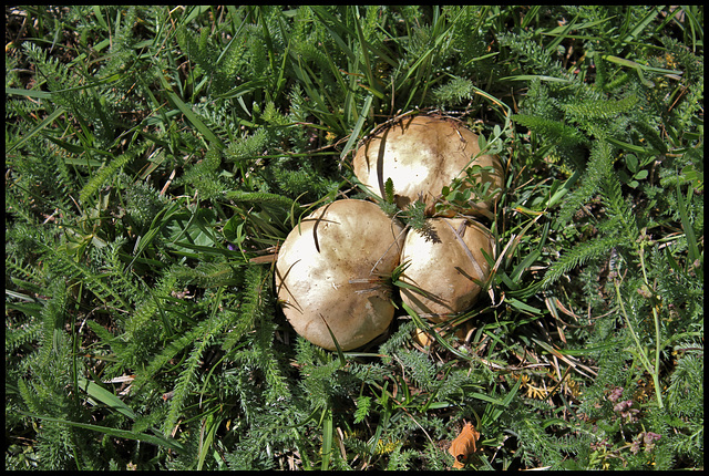 Champignons (4)