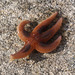 Starfish