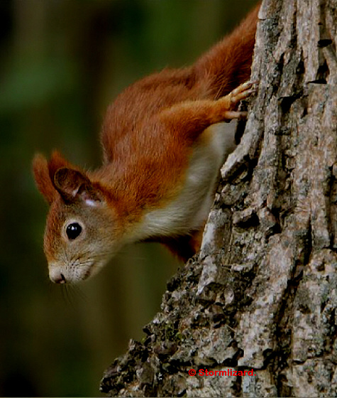 Mrs Red asks How are things on Ipernity - Red Tree Squirrel (Sc vulgaris)