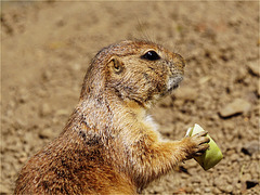 Portrait black-tailed prairie dog