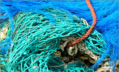 Bold Sea colored Nets... (+ PiP)