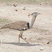 Ngorongoro, Kori Bustard (Ardeotis Kori)