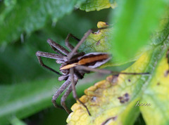 araignée ELLE EST TOUTE PETITE