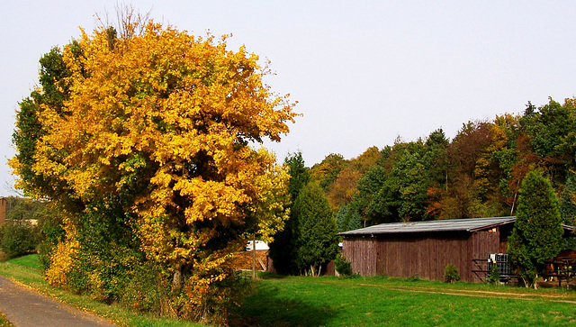DE - Weilerswist - Autumn colors