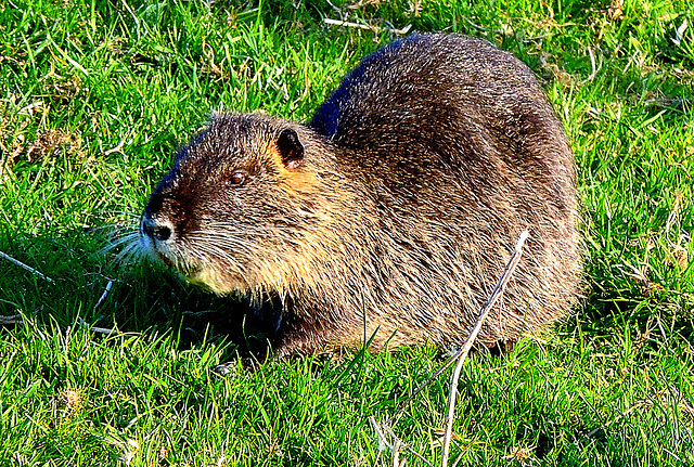 Damaging-Myocastoridae Coypus  ( Beverrat-Nutria)