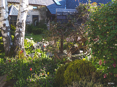 Early morning sunlight in the courtyard garden