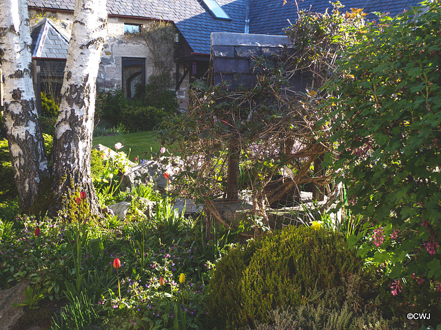 Early morning sunlight in the courtyard garden