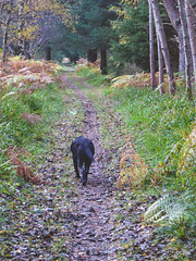 The Dava Way - a former railway line between Grantown and Forres