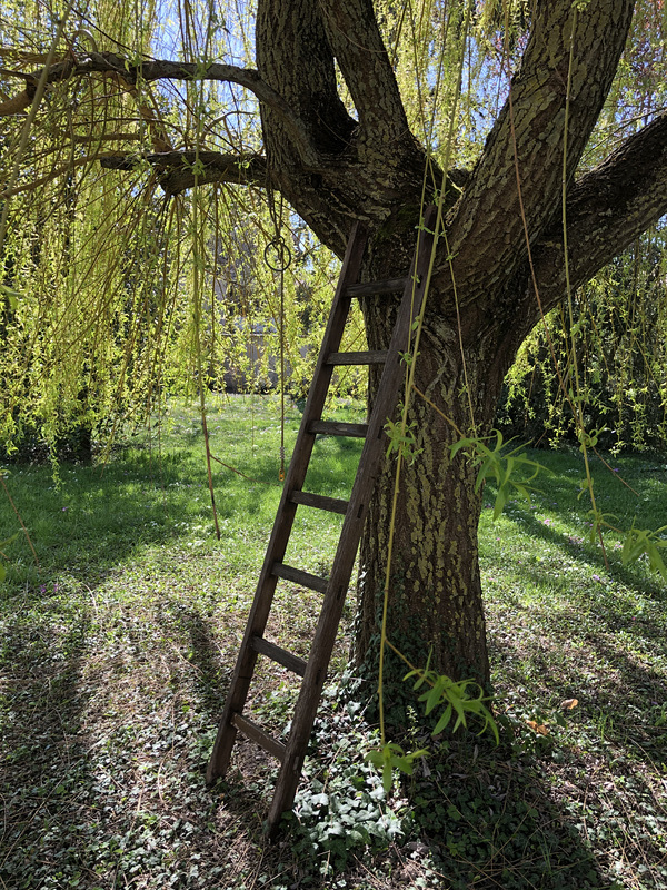 Échelle sous le Saule