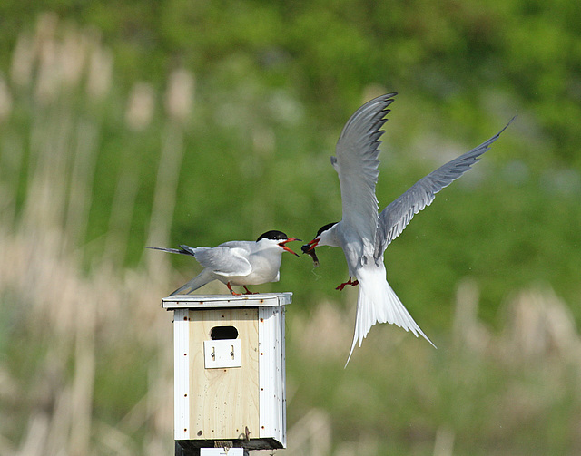 sterne pierregarin / common tern