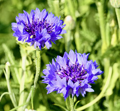 Blüten der Kornblumen