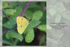 Clouded Yellow butterfly OENR 15 9 2021
