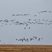 Flocks of pink footed geese