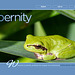 ipernity homepage with #1615