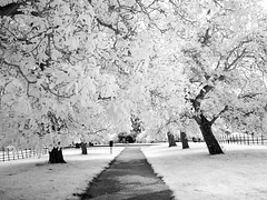 Infrared trees