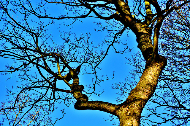 Blue sky, Brown branches