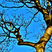 Blue sky, Brown branches