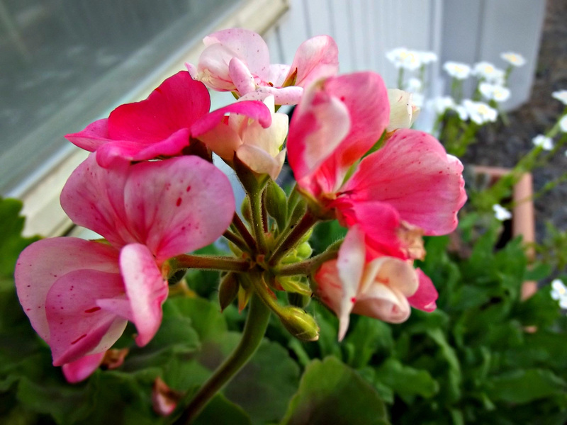 Geranium