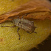 Beetle EF7A2327