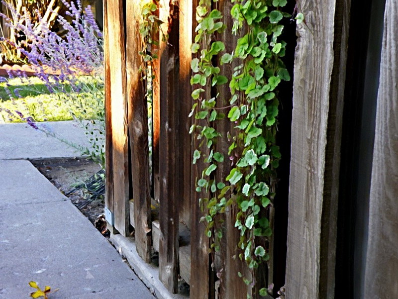 Russian sage and ivy