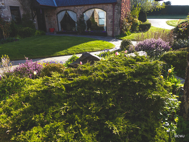 Early morning sunlight in the courtyard garden