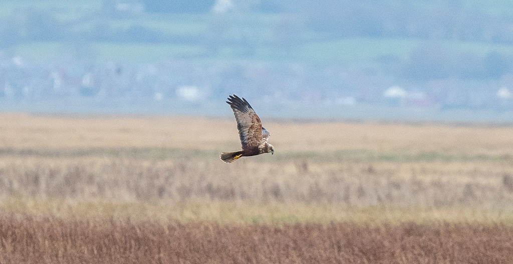 Marsh harrier