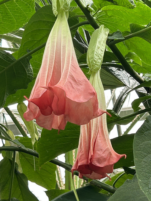 Edmonton botanical garden