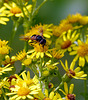 Hover-fly on ragwort