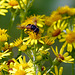 Hover-fly on ragwort