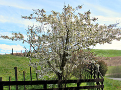 Spring Tree.