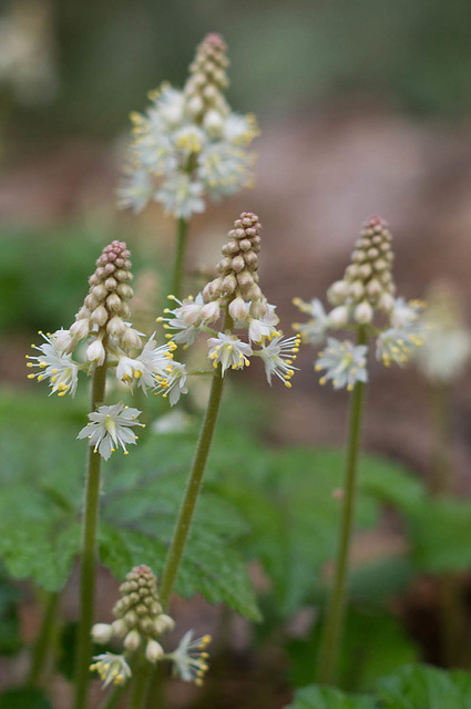 Heartleaf Foamflower