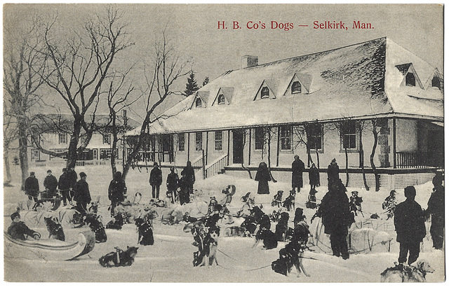 MN1119 SELKIRK - H.B. CO'S DOGS - SELKIRK, MAN [LOWER FT. GARRY]