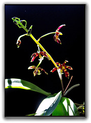 Phalaenopsis mannii Black