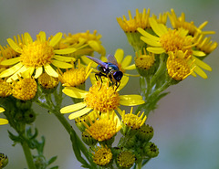 Fly on ragwort