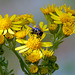 Fly on ragwort