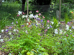 Bog Garden at Glenrinnes Lodge