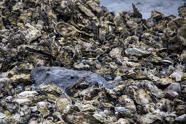 20140910 5107VRAw [NL] Plattfischkadaver, Terschelling