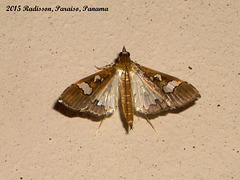 P123R Maruca vitrata