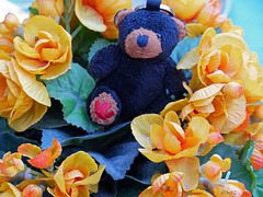 02/50 - Canabear's Sonntagsblumen