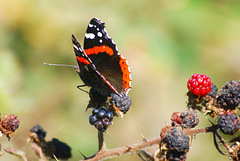 Butterfly and red berry