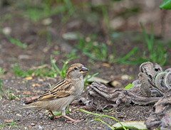 Female Sparrow (Male in PiP)