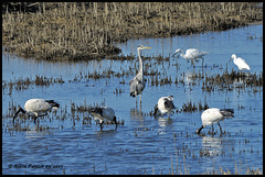 Héron cendré Aigrette garzette Ibis sasré DSC2611