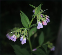 A neighbour's comfrey