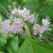 Callicarpa americana